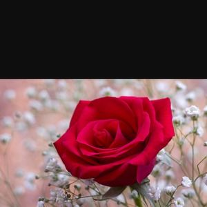 Meet your Posher, Cristela